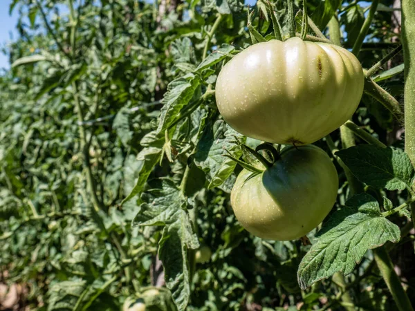 Δύο Μεγάλες Πράσινες Ντομάτες Solanum Lycopersicum Ωριμάζουν Στο Φυτό Ντομάτας — Φωτογραφία Αρχείου