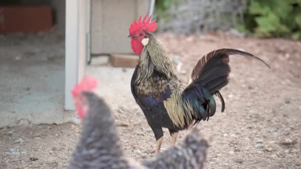 Video Sobre Bonito Gallo Cresta Roja Caminando Solo Corral Mientras — Vídeo de stock