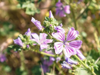 Doğada mor yabani çiçeklerin (Malva sylvestris) makro görünümü güzel bir arkaplan oluşturur