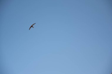 Uçuşta Apus Apus adıyla bilinen Apodidae familyasından yaygın bir kuş.