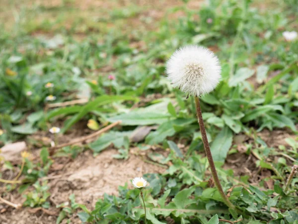 Makro Pohled Sušenou Pampelišku Taraxacum Officinale Mezi Trávou Zahradě — Stock fotografie