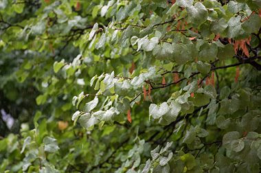 Bir yaz fırtınasından düşen yağmur damlaları bir ağacın yeşil yapraklarına düşüyor. 