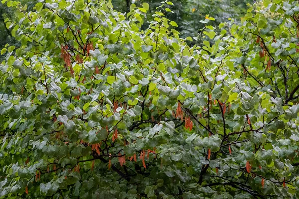 Regndroppar Från Sommarstorm Faller Gröna Bladen Ett Träd — Stockfoto