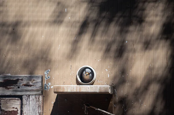 Pássaro Kestrel Falco Naumanni Família Falconidae Arrancar Cabeça Buraco — Fotografia de Stock