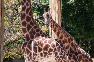 Küçük zürafa büyük olana yakın, kameraya bakıyor.