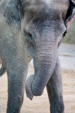 Bir Asya filinin gövdesiyle toprağı taşırken yakın plan fotoğrafı.