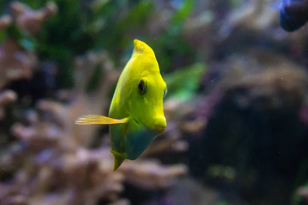 Žlutá Tanga Zebrasoma Flavescens Čeledi Acanthuridae Která Jedním Obyvatel Korálových — Stock fotografie