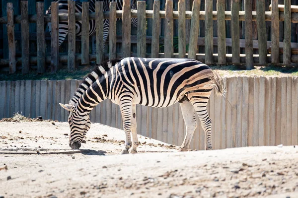 Damara Zebra Auf Nahrungssuche Sand Seines Geheges Zoo — Stockfoto