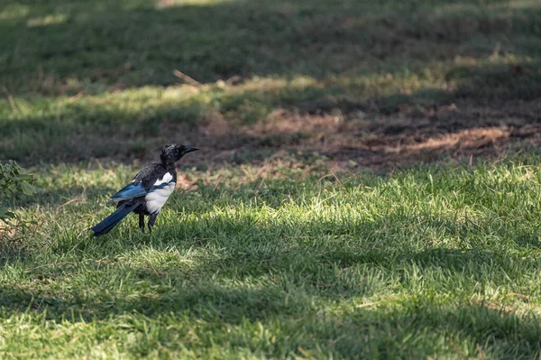 Elster Pica Pica Der Familie Der Corvidae Spaziert Durch Das — Stockfoto