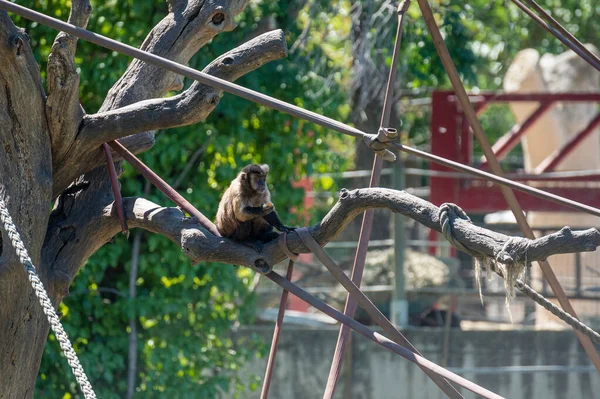 Monyet Capuchin Makan Buah Cabang Pohon — Stok Foto