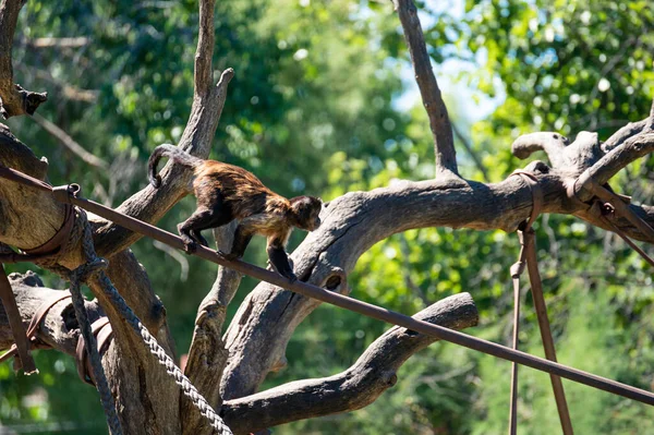 Monyet Capuchin Pergi Dari Satu Pohon Pohon Lain Memanjat Tali — Stok Foto