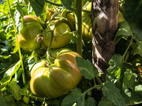 Μεγάλες Ώριμες Ντομάτες Solanum Lycopersicum Στα Κλαδιά Ενός Φυτού Τομάτας — Φωτογραφία Αρχείου