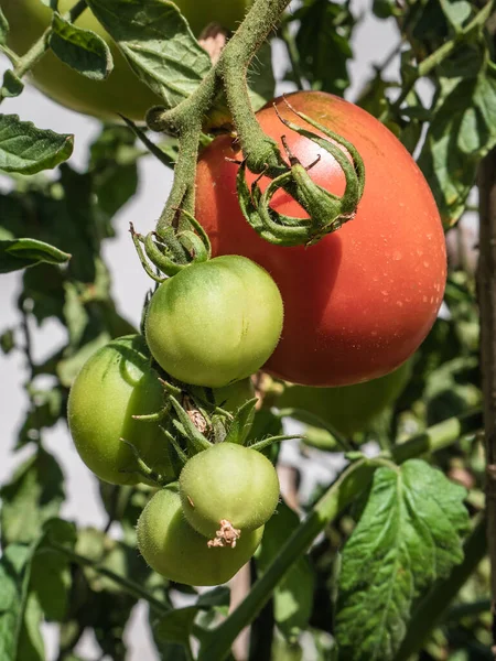 Μεγάλο Ώριμο Κόκκινο Αχλάδι Τομάτας Solanum Lycopersicum Στα Κλαδιά Ενός — Φωτογραφία Αρχείου