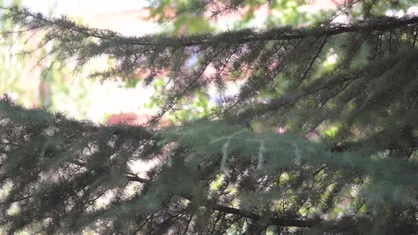 Zeitlupenvideo Einer Taube Die Auf Einem Baum Hockt Und Ihren — Stockvideo