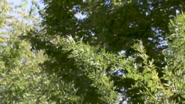 Bir ağacın dallarının 4K görüntüsü ve rüzgarla hareket eden yapraklar.