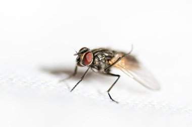 beyaz arkaplanda uç