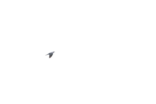 Λευκό Φόντο Ένα Ιπτάμενο Περιστέρι Απομονωμένο — Φωτογραφία Αρχείου