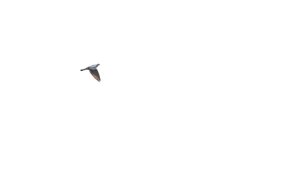 Λευκό Φόντο Ένα Ιπτάμενο Περιστέρι Απομονωμένο — Φωτογραφία Αρχείου