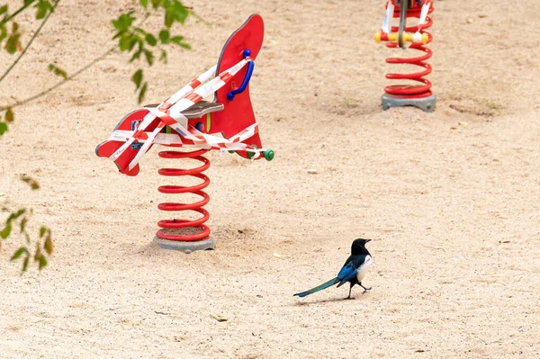 Magpie Caminhando Por Parque Fechado Por Restrições Devido Pandemia Covid — Fotografia de Stock