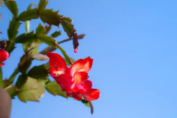 Lindas Grandes Flores Vermelhas Uma Planta Schlumbergera Truncata Cacto Natal — Fotografia de Stock