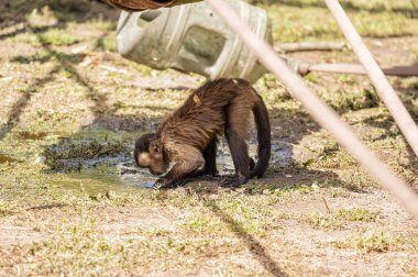 Kapuçin maymunu hayvanat bahçesindeki bir su birikintisinden su içiyor. Gün ışığında doğal ortamda yakalanmış.