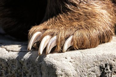 Keskin pençeleri kayanın üzerinde duran kahverengi ayı pençesinin yakın çekimi, gücün, gücün ve vahşi yaşamın sembolü.