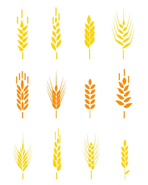Зернові Значки Набір Рисом Пшеницею Кукурудзою Вівсом Житом Ячменем Вуха — стоковий вектор