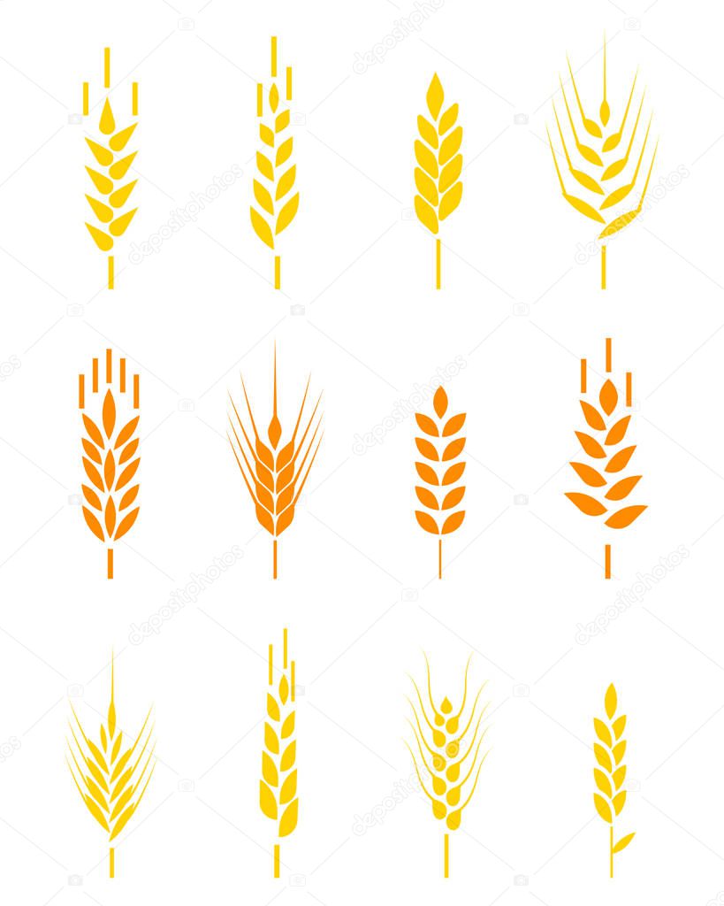 Cereals icon set with rice, wheat, corn, oats, rye, barley. Ears of wheat bread symbols. Organic , agriculture seed, plant and food, natural eat. Wheat ears or rice icons set.
