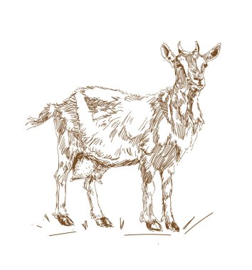 Ayakta poz vintage tarzı Keçiler Vektör illüstrasyon.