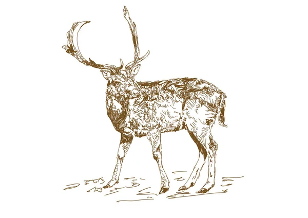 Vector stil vintage gravat manual desenat cerb animal de vânătoare sezon. Cerb forestier cu coarne ramificate în stil schiță . — Vector de stoc