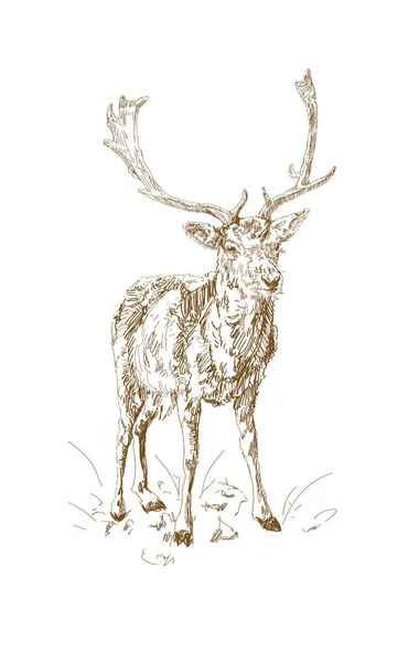 Skogs hjort med grenig Horns i skiss stil. Handritad. — Stock vektor