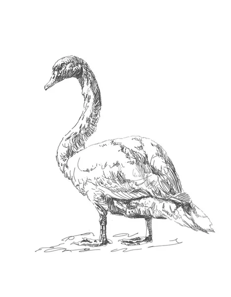 Ilustração vetorial com cisne. Desenhado à mão, desenho gráfico doodle com pássaros . — Vetor de Stock