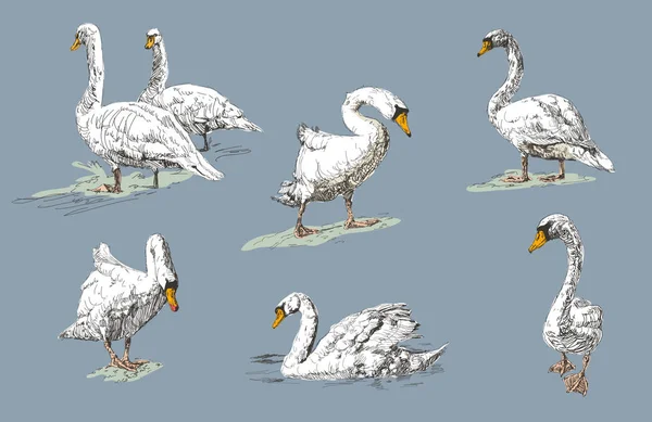 Coleção de cisne branco no fundo azul. Desenhado à mão, desenho gráfico doodle com pássaros . — Vetor de Stock