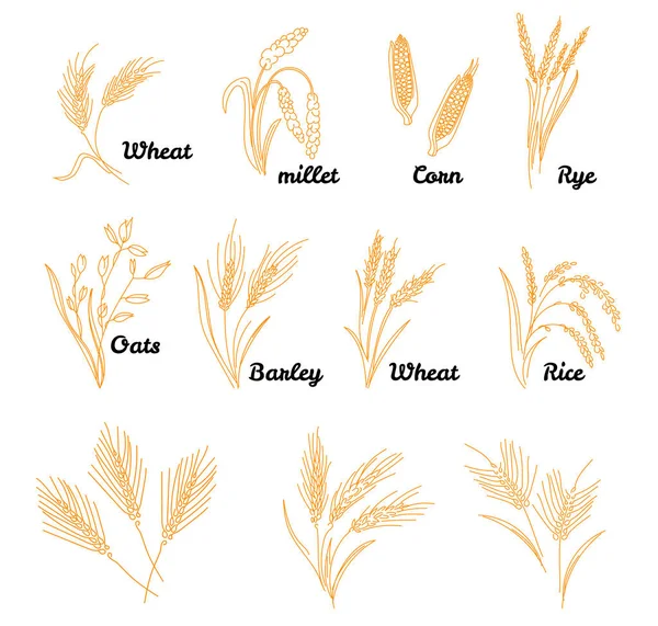 米と一緒に設定されたシリアルアイコン。手描きイラスト小麦、ライ麦、オート麦、大麦、ヴィンテージスタイル. — ストックベクタ
