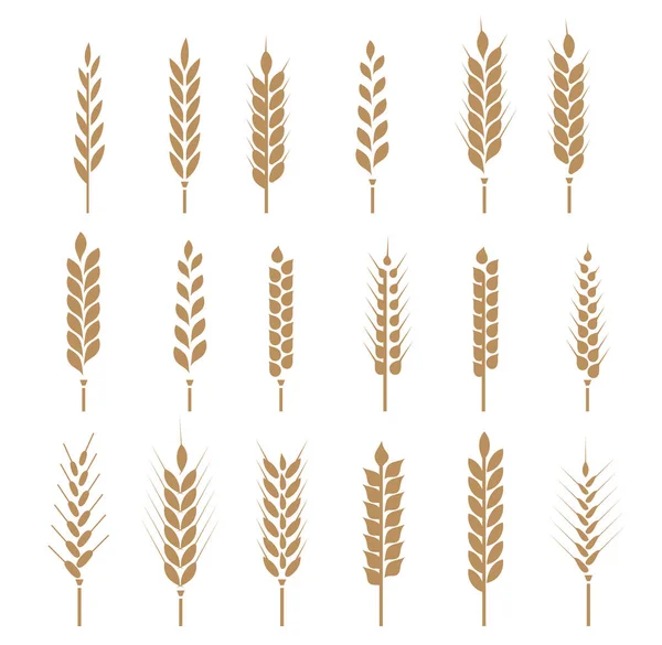 Icono de cereales con arroz, trigo, maíz, avena, centeno, cebada. Orejas de pan de trigo símbolos. Ilustración vectorial — Archivo Imágenes Vectoriales