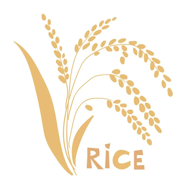 Векторная иллюстрация рисового растения на белом фоне . — стоковый вектор