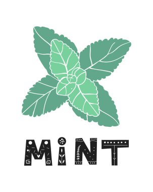 Taze nane yaprağı. Vektör mentol sağlıklı aroma. Bitki bitkisel doğa. Naneli yeşil yapraklar.