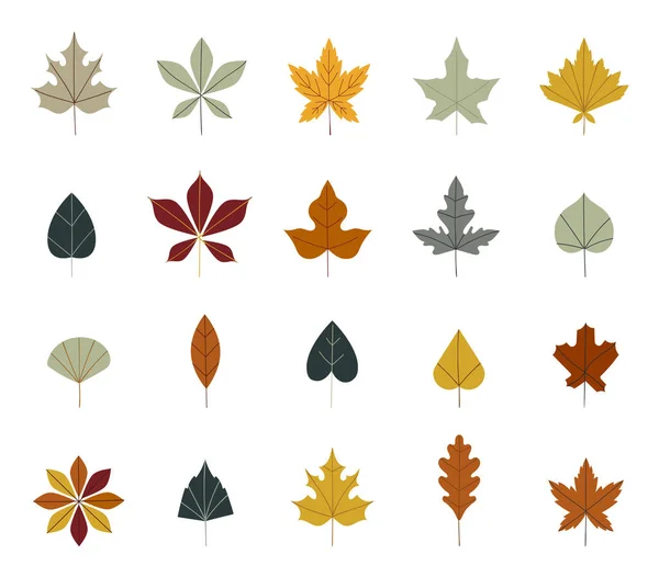 Set van kleurrijke herfstbladeren. Eenvoudige cartoon platte stijl. vectorillustratie. Esdoorn en eiken bladeren, takken en bessen. Botanische bosplanten of september oktober boombladeren. — Stockvector