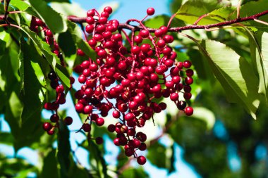 Bir ağaç üzerinde kırmızı mürver dalı