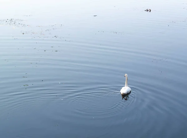 White Swan Blue Lake One — Stock Photo, Image