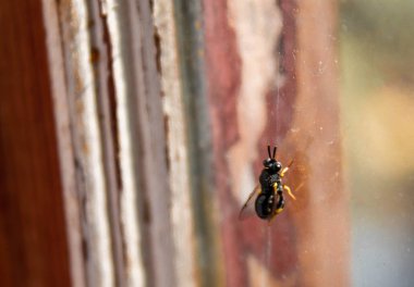 Camdaki genç siyah eşekarısı