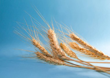 Mavi arka planda sarı sonbahar buğdayları