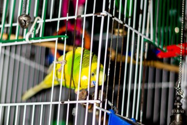 Kafesteki sarı-yeşil papağan