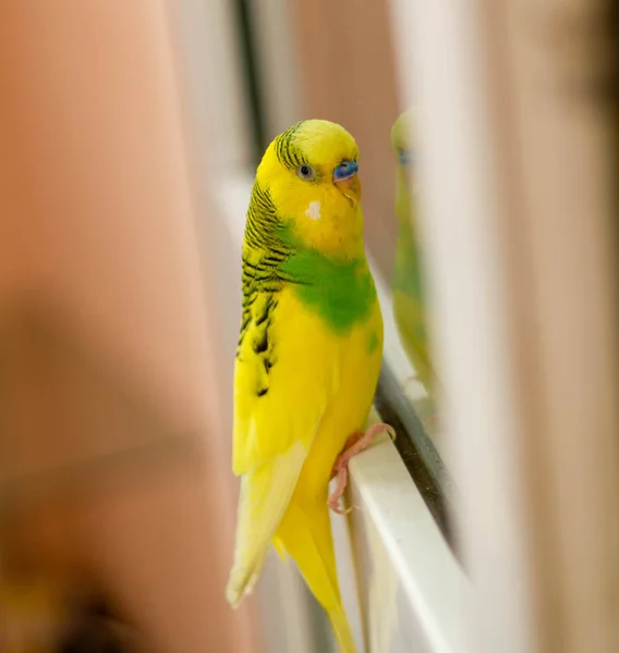 Papagaio Verde Amarelo Janela — Fotografia de Stock