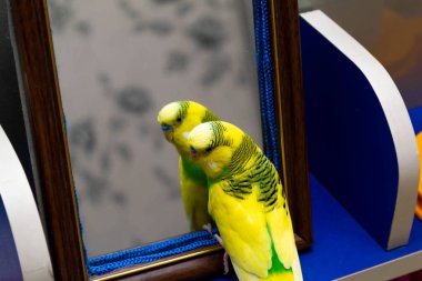 Sarı-yeşil küçük papağan. Aynaya bakar..