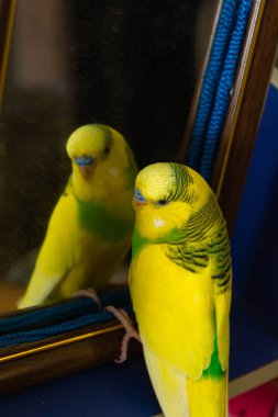 Sarı-yeşil küçük papağan. Aynaya bakar..