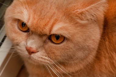 Şirin sakin İngiliz kedisi, güneşte kızıl saçlı.