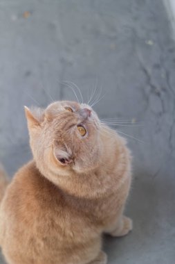 Şirin sakin İngiliz kedisi, güneşte kızıl saçlı.