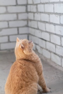 Şirin sakin İngiliz kedisi, güneşte kızıl saçlı.