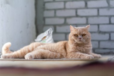 Şirin sakin İngiliz kedisi, güneşte kızıl saçlı.